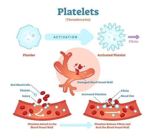 platelets thrombocytes